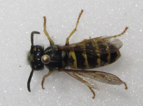 Vespula vulgaris